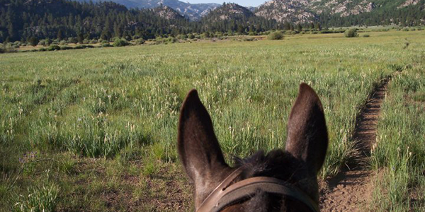 Meadow Trail Ride at Leavitt Meadows Pack Station in the Eastern Sierra back country near Bridgeport, CA